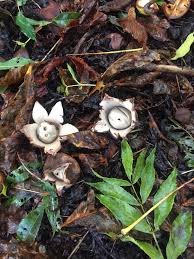 Attēlu rezultāti vaicājumam “Geastrum fimbriatum”