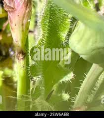 Attēlu rezultāti vaicājumam “Hypochaeris radicata bud”