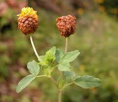 Attēlu rezultāti vaicājumam “Trifolium spadiceum fruit”