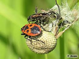 Attēlu rezultāti vaicājumam “Dryophilocoris flavoquadrimaculatus imago”