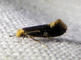 Attēlu rezultāti vaicājumam “Monopis weaverella”