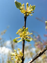 Attēlu rezultāti vaicājumam “Cornus mas flower”