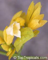 Attēlu rezultāti vaicājumam “Populus x petrowskyana flower”