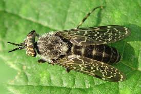 Attēlu rezultāti vaicājumam “Haematopota sp.”