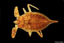 Attēlu rezultāti vaicājumam “Nepa cinerea nymph”