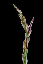 Attēlu rezultāti vaicājumam “Carex digitata bud”