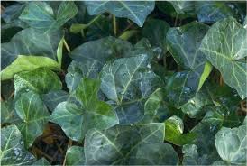 Attēlu rezultāti vaicājumam “Hedera helix  leaf”