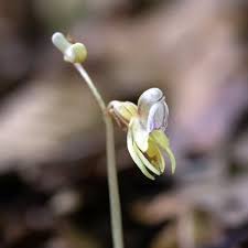 Attēlu rezultāti vaicājumam “Epipogium aphyllum”