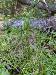 Attēlu rezultāti vaicājumam “Diphasium complanatum”