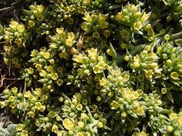 Attēlu rezultāti vaicājumam “Santalaceae”