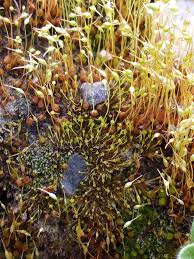 Attēlu rezultāti vaicājumam “Funariales”