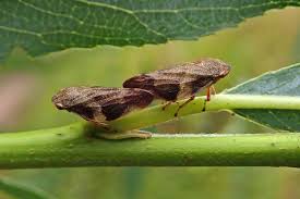 Attēlu rezultāti vaicājumam “Aphrophora alni imago”