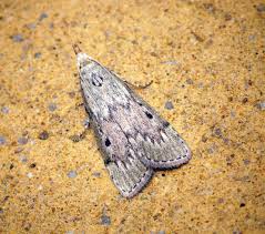 Attēlu rezultāti vaicājumam “Aphomia sociella”