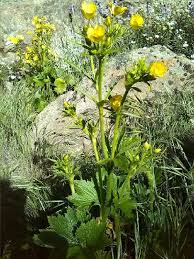 Attēlu rezultāti vaicājumam “Ranunculus mendax flower”