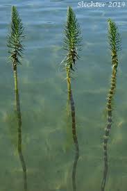 Attēlu rezultāti vaicājumam “Hippuris vulgaris”