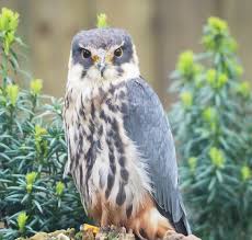 Attēlu rezultāti vaicājumam “Falco subbuteo”