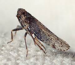 Attēlu rezultāti vaicājumam “Cixiidae”