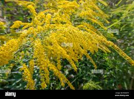 Image result for Solidago virgaurea