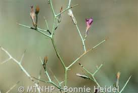 Attēlu rezultāti vaicājumam “Stemonitopsis subcaespitosa stalked”