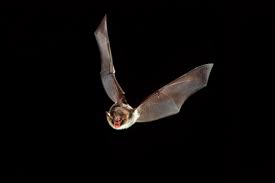 Attēlu rezultāti vaicājumam “Myotis daubentonii”