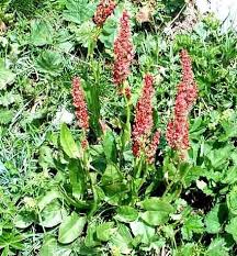 Attēlu rezultāti vaicājumam “Rumex acetosa”