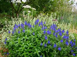 Image result for Veronica teucrium