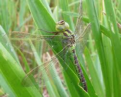 Attēlu rezultāti vaicājumam “Aeshna viridis”