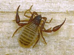 Attēlu rezultāti vaicājumam “Chelifer cancroides”