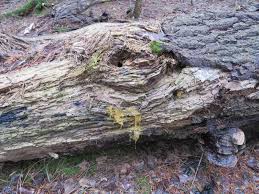 Attēlu rezultāti vaicājumam “Didymium clavus stalked”