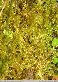 Attēlu rezultāti vaicājumam “Campylium stellatum”