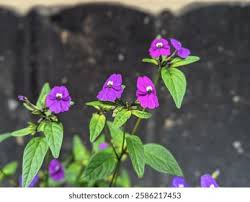 Image result for Browallia speciosa