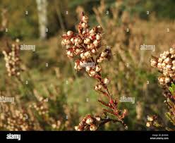 Attēlu rezultāti vaicājumam “Calluna vulgaris fruit”