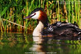 Attēlu rezultāti vaicājumam “Podiceps cristatus juvenile”