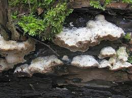 Attēlu rezultāti vaicājumam “Trametes suaveolens”