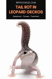 Image result for gravidity leopard gecko