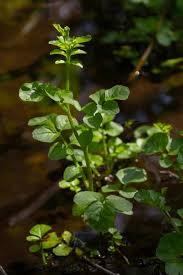 Attēlu rezultāti vaicājumam “Cardamine amara”