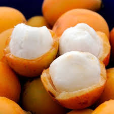 Attēlu rezultāti vaicājumam “Betula humilis fruit”