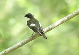 Attēlu rezultāti vaicājumam “Ficedula hypoleuca male”