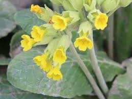 Image result for Schlüsselblumen