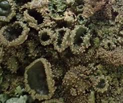 Attēlu rezultāti vaicājumam “Melanohalea exasperata”