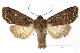 Attēlu rezultāti vaicājumam “Lacanobia oleracea”