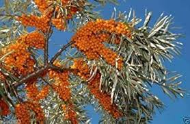 Attēlu rezultāti vaicājumam “Hippophae rhamnoides fruit”