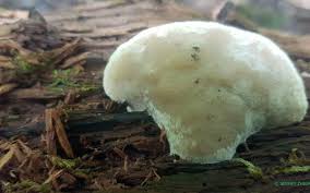 Attēlu rezultāti vaicājumam “Postia tephroleucus”