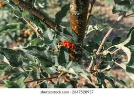 Attēlu rezultāti vaicājumam “Gymnosporangium sp.”