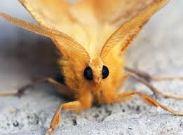 Attēlu rezultāti vaicājumam “Ennomos autumnaria male”