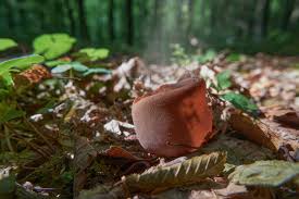 Attēlu rezultāti vaicājumam “Peziza badia”