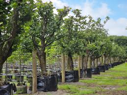 Attēlu rezultāti vaicājumam “Corylus avellana”