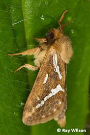 Attēlu rezultāti vaicājumam “Colostygia pectinataria female”