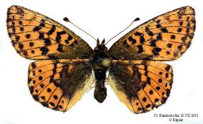 Attēlu rezultāti vaicājumam “Boloria aquilonaris underside”