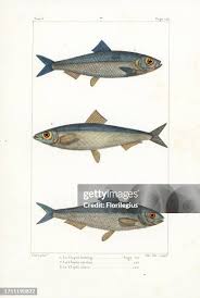 Image result for Alosa alosa